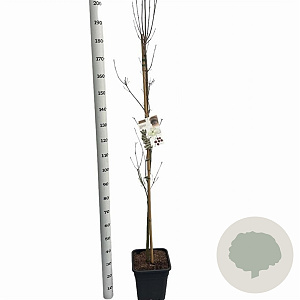 Cornus k. Flower Tower 175-200 cm 15L