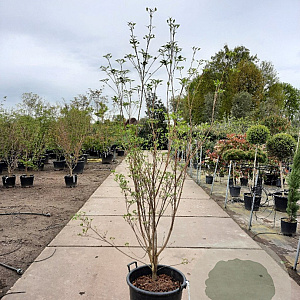 Cornus k. 'Milky Way' 150-175 cm container meerstammig