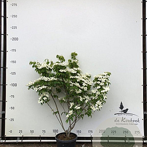 Cornus k. 'Milky Way' 150-175 cm container meerstammig
