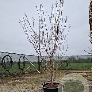 Cornus k. 'Milky Way' 175-200 cm container meerstammig paraplu