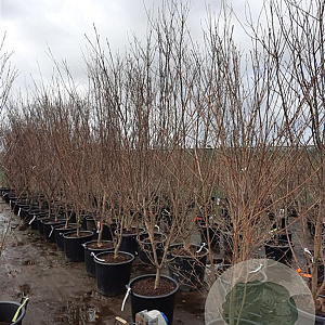 Cornus k. 'Milky Way' 200-250 cm container solitair