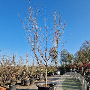 Cornus k. 'Milky Way' 250-300 cm container meerstammig Bladkleur
