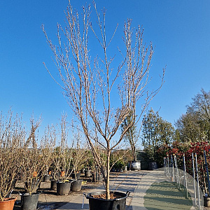 Cornus k. 'Milky Way' 250-300 cm container meerstammig Bladkleur