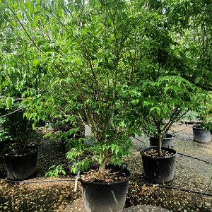 Cornus k. 'Milky Way' 250-300 cm container Multistam