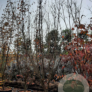 Cornus k. 'Milky Way' 400-450 cm container