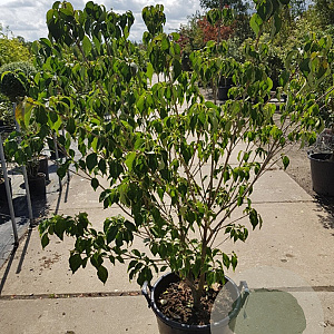 Cornus k. 'Rel Whirlwind' 125-150 cm container struik