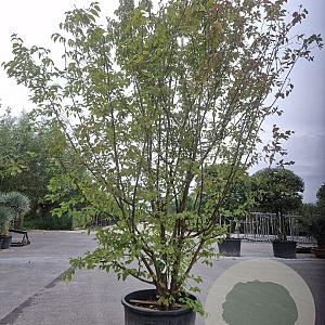 Cornus mas 350-400 cm container meerstammig