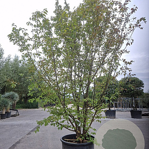 Cornus mas 350-400 cm container meerstammig