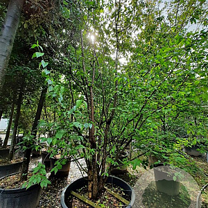 Cornus mas 350-400 cm container meerstammig