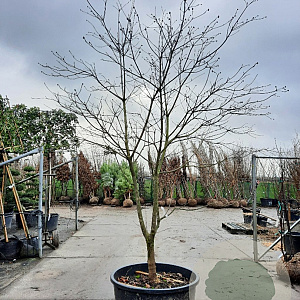 Cornus nuttallii 250-300 cm container Multistam