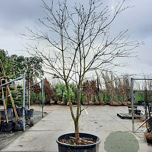Cornus nuttallii 250-300 cm container Multistam