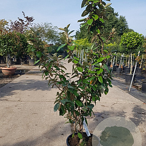 Elaeagnus ebbingei 80-100 cm 3,0L