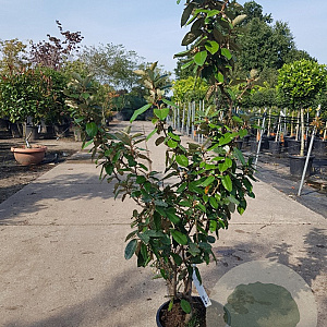 Elaeagnus ebbingei 80-100 cm 3,0L