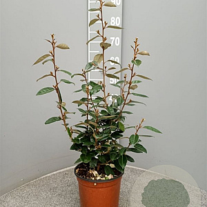 Elaeagnus ebbingei 80-100 cm 3,0L