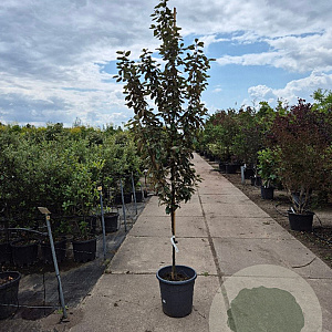 Elaeagnus ebbingei 200-250 cm container geveerd