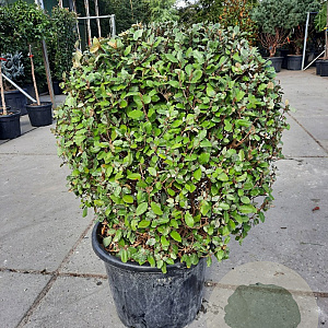 Elaeagnus ebb. 'Compacta' 80-90 cm 50L bol