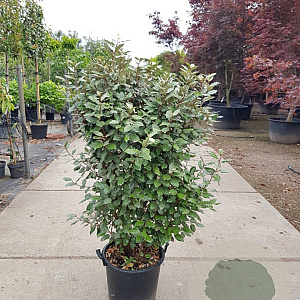 Elaeagnus ebb. 'Compacta' 100-125 cm 30L
