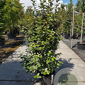 Elaeagnus ebb. 'Compacta' 100-125 cm 30L