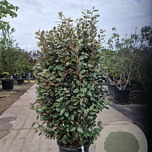 Elaeagnus ebb. 'Compacta' 125-150 cm 30L