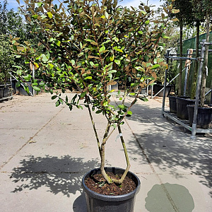 Elaeagnus ebb. 'Compacta' 150-175 cm cont. 55L meerstammig