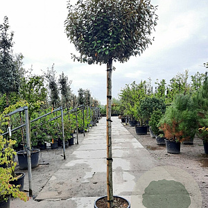 Elaeagnus ebb. 'Compacta' 180 cm stam container 12-14 leiboom