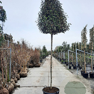 Elaeagnus ebb. 'Compacta' 200 cm stam container 8-10