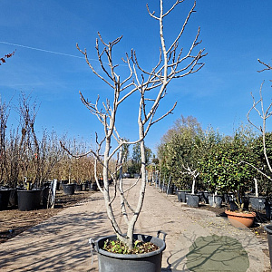 Ficus carica 175-200 cm container spil