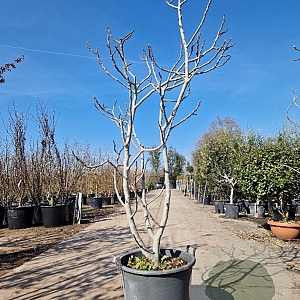Ficus carica 175-200 cm container spil