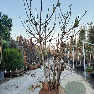Ficus carica 250-300 cm container meerstammig solitair