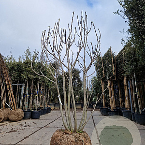 Ficus carica 250-300 cm container meerstammig solitair