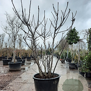 Ficus carica 250-300 cm container meerstammig solitair