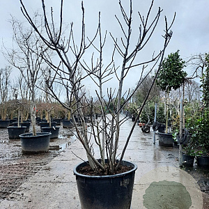 Ficus carica 250-300 cm container meerstammig solitair