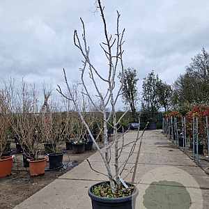 Ficus carica 200-250 cm container solitair 2-3 tak