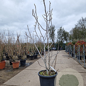 Ficus carica 200-250 cm container solitair 2-3 tak