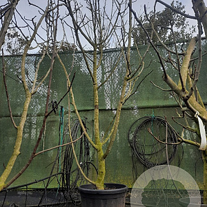 Ficus carica 300-350 cm container meerstammig