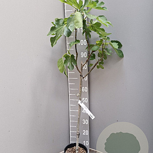 Ficus carica 50 cm stam 3,0L