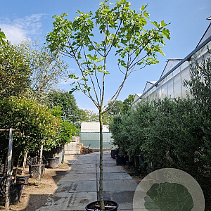 Ficus carica 180 cm stam container 14-16