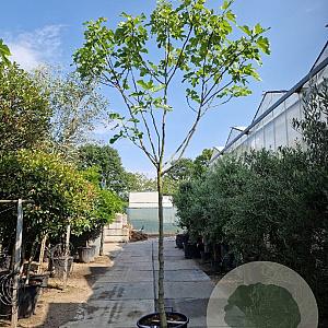 Ficus carica 180 cm stam container 14-16