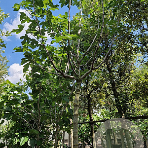 Ficus carica 200 cm stam container 18-20 leiboom