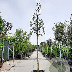 Ficus carica 200 cm stam container 18-20 leiboom