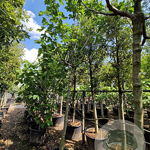 Ficus carica 200 cm stam container 18-20 leiboom