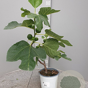 Ficus carica GM 2,0L