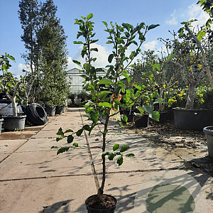 Malus d. 'Jonagold' laagstam 7,5L