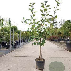 Malus d. 'Rode Boskoop' laagstam 7,5L