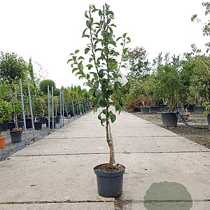 Pyrus c. 'Conference' laagstam 7,5L