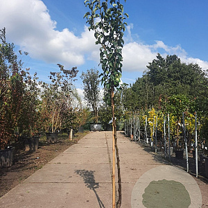 Pyrus c. 'Conference' halfstam 7,5L