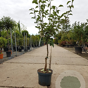 Pyrus c. 'Gieser Wildeman' laagstam 7,5L
