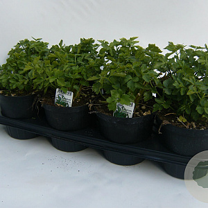 Apium graveolens P14