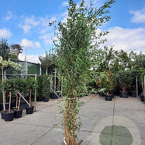Phyllostachys aureos. 'Aureocaulis' 250-300 cm 15L