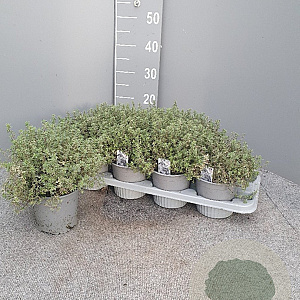 Thymus citriod. 'Silver Queen' P14